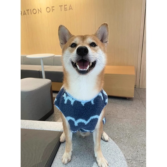 【汪喵森活】 波浪熊熊 羊羔毛背心 2色 寵物衣服 秋冬服飾 狗衣服 貴賓 雪納瑞 西高地 比熊 柯基 柴犬 保暖衣服-細節圖4