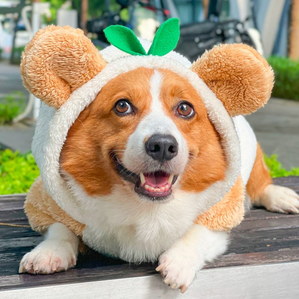 【汪喵森活】 小草 熊耳 變身帽衣 鈕扣外套 可愛 保暖 秋冬服飾 狗衣服 寵物服飾 雪納瑞 西高地 比熊 柯基 柴犬-細節圖4