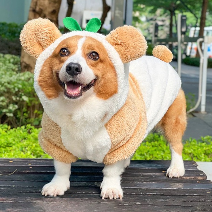 【汪喵森活】 小草 熊耳 變身帽衣 鈕扣外套 可愛 保暖 秋冬服飾 狗衣服 寵物服飾 雪納瑞 西高地 比熊 柯基 柴犬-細節圖5