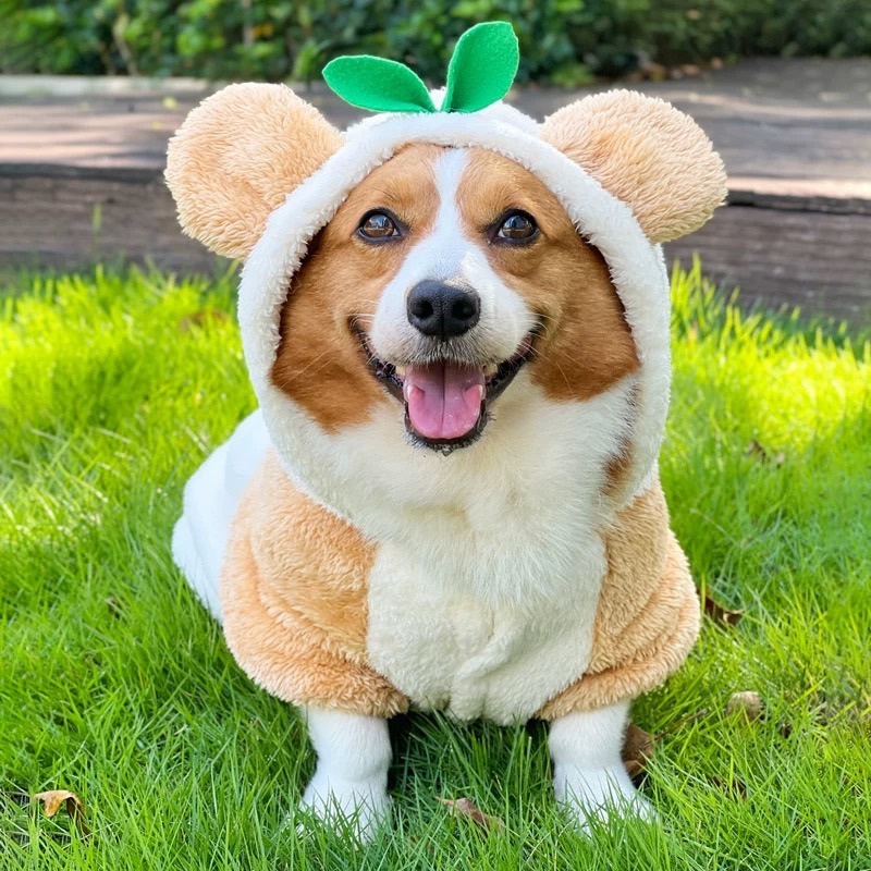 【汪喵森活】 小草 熊耳 變身帽衣 鈕扣外套 可愛 保暖 秋冬服飾 狗衣服 寵物服飾 雪納瑞 西高地 比熊 柯基 柴犬-細節圖9