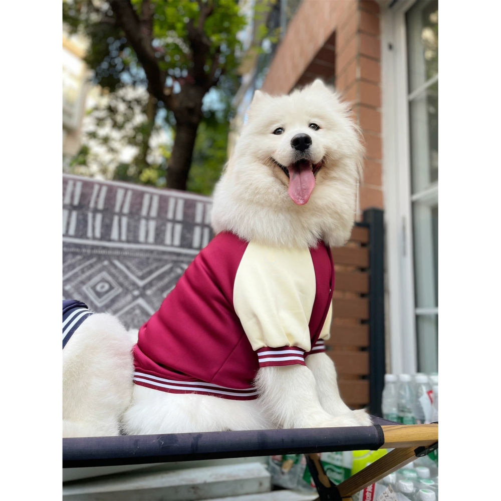 【汪喵森活】 2色45kg內 棒球外套 寵物外套 秋冬服飾 狗衣服 雪納瑞 米克斯 比熊 柯基 法鬥 柴犬 貴賓 比熊犬-細節圖3