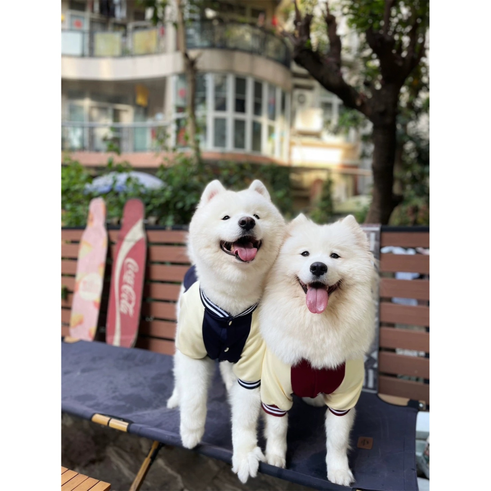 【汪喵森活】 2色45kg內 棒球外套 寵物外套 秋冬服飾 狗衣服 雪納瑞 米克斯 比熊 柯基 法鬥 柴犬 貴賓 比熊犬-細節圖5