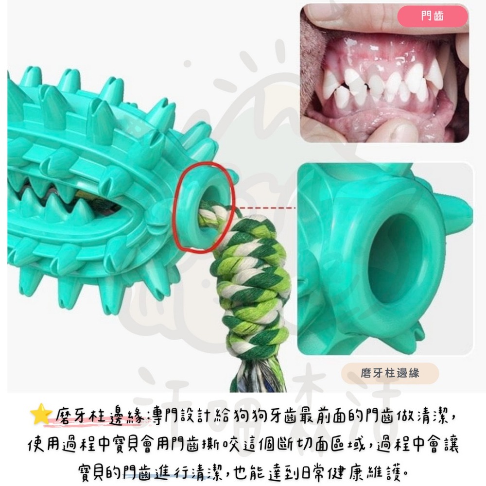 【汪喵森活】 仙人球 潔齒玩具 刷牙玩具 藏食玩具 發聲玩具 寵物玩具 狗牙刷 咬咬玩具 益智玩具 嗅聞玩具 潔牙-細節圖4