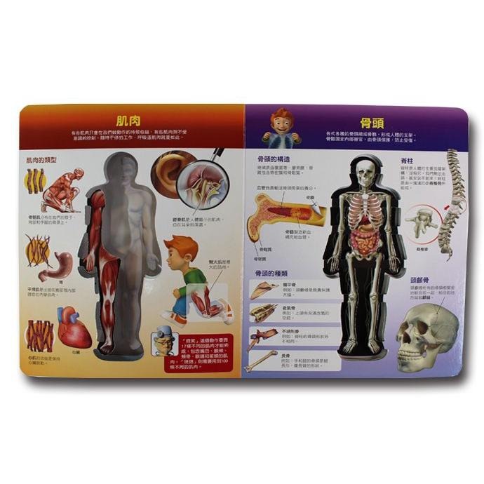 人體知識百科 風車出版 適合年齡：6歲以上 簡單易懂的文字說明幫助你輕鬆學習各種有趣的人體知識-細節圖4