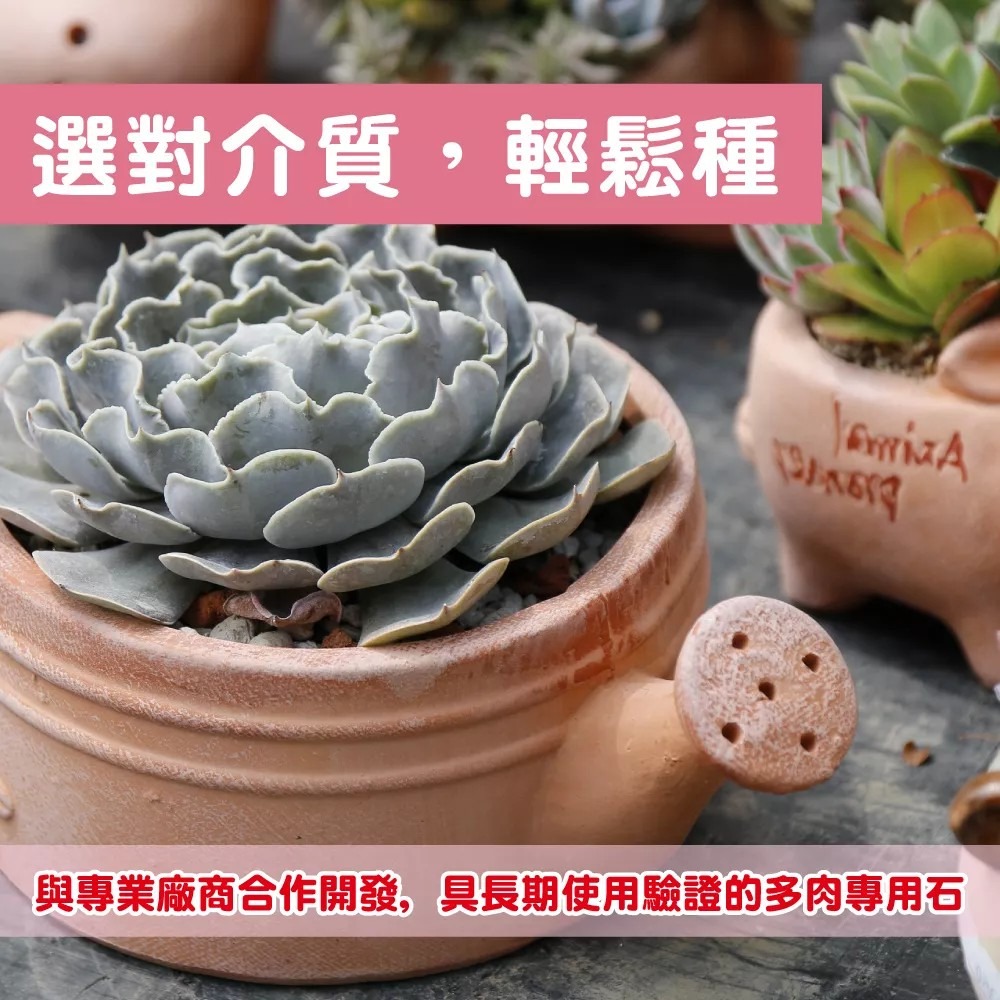 花公主 多肉植物專用石2L-細節圖4