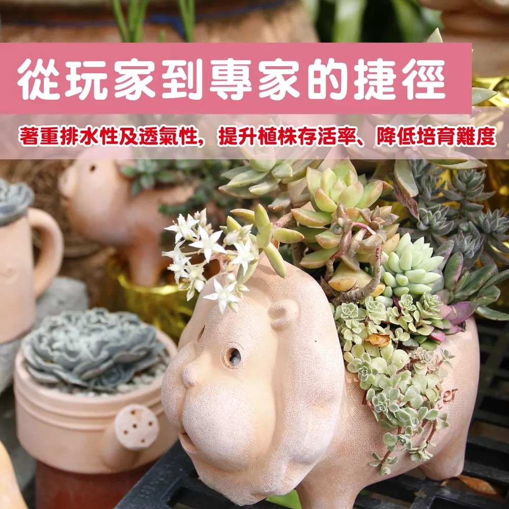 花公主 多肉植物專用石2L-細節圖5