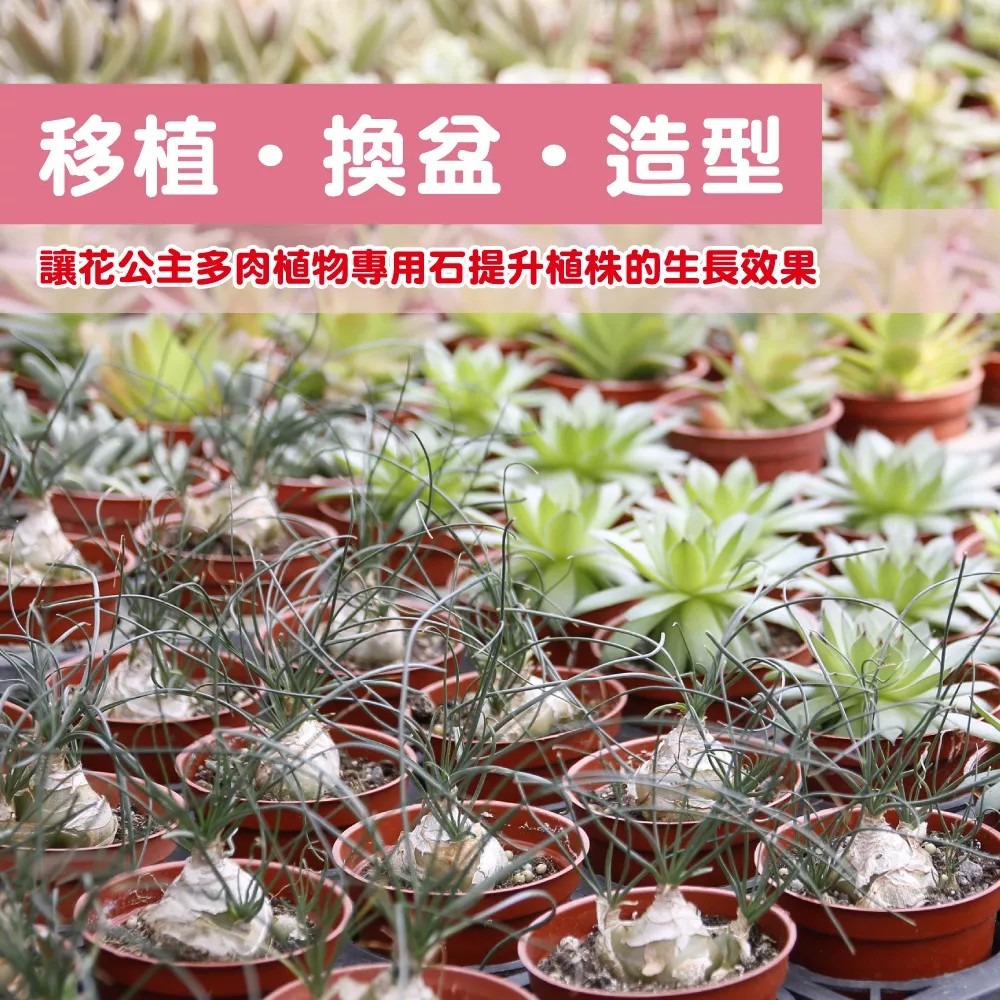 花公主 多肉植物專用石2L-細節圖6