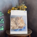 【紳士貓舖】日本A5動物筆記本—共8款 180度 平坦 滑順好書寫 可愛動物 貓咪-規格圖6