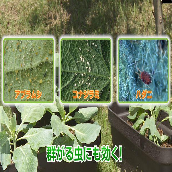 日本原裝 住友天然除蟲噴霧 420ml 天然除蟲菊成分 安全有效【 Hao Plants 🌱 日本專業代購服務】-細節圖2