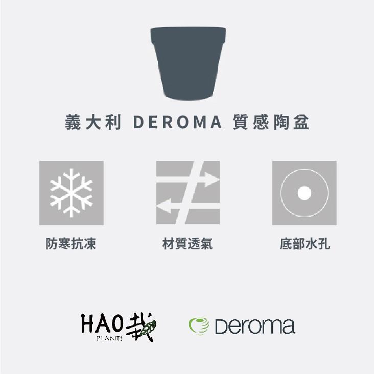 【 Hao Plants 】義大利 DEROMA 經典國際盆 Vaso Standard 現貨-細節圖4