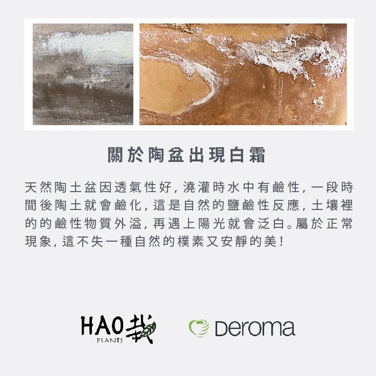 【 Hao Plants 】義大利 DEROMA 經典國際盆 Vaso Standard 現貨-細節圖6