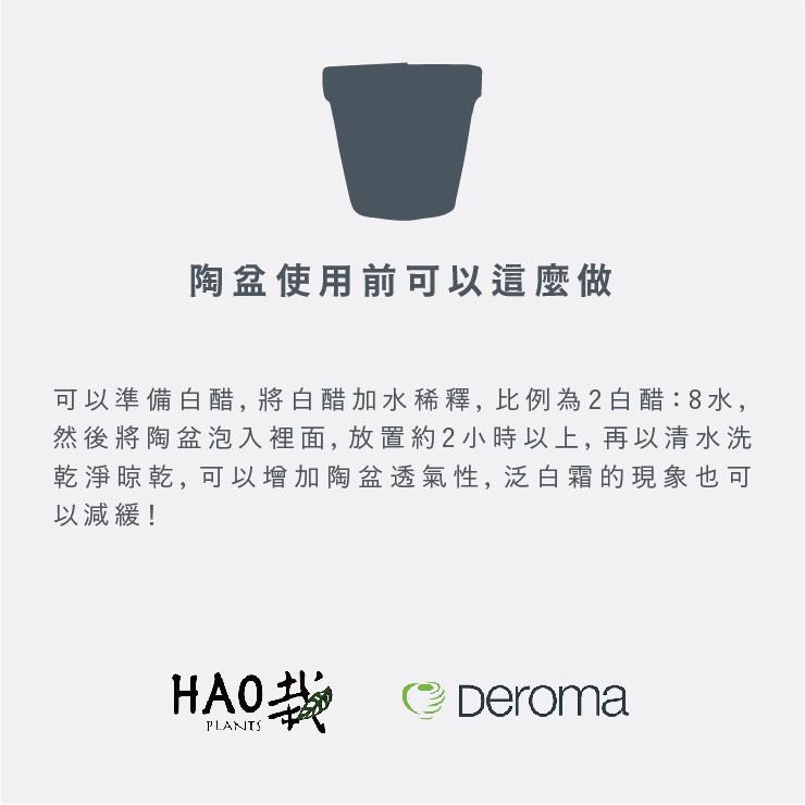 【 Hao Plants 】義大利 DEROMA 經典國際盆 Vaso Standard 現貨-細節圖7