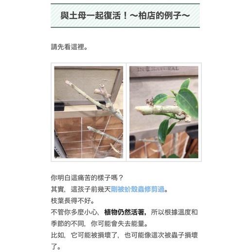 日本製造 植物活性劑 “土母” 觀葉植物葉噴必備 植物元氣恢復 促生根 抽芽（代購）【Hao Plants 🌱現貨速發】-細節圖6