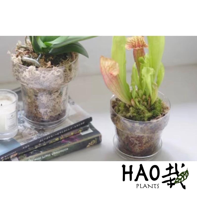 【 Hao Plants 】超質感 美型玻璃手作花盆 水培、土培皆適用-細節圖3