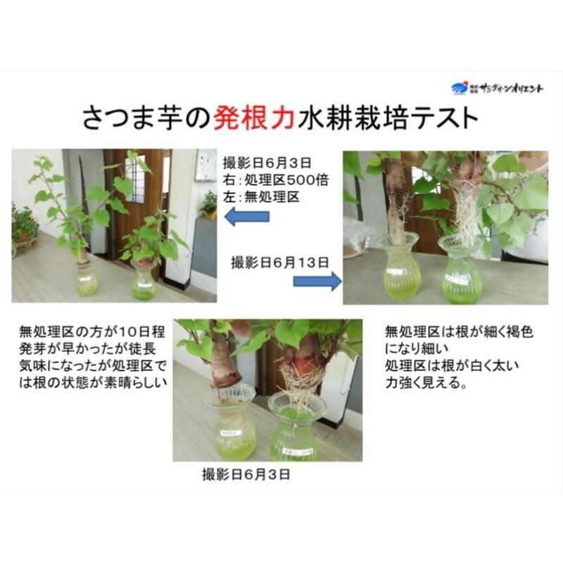 日本開根聖品 【發根力】 促進開根、防止根系老化 、土壤活化、促進肥料吸收（代購）【Hao Plants 🌱現貨速發】-細節圖5