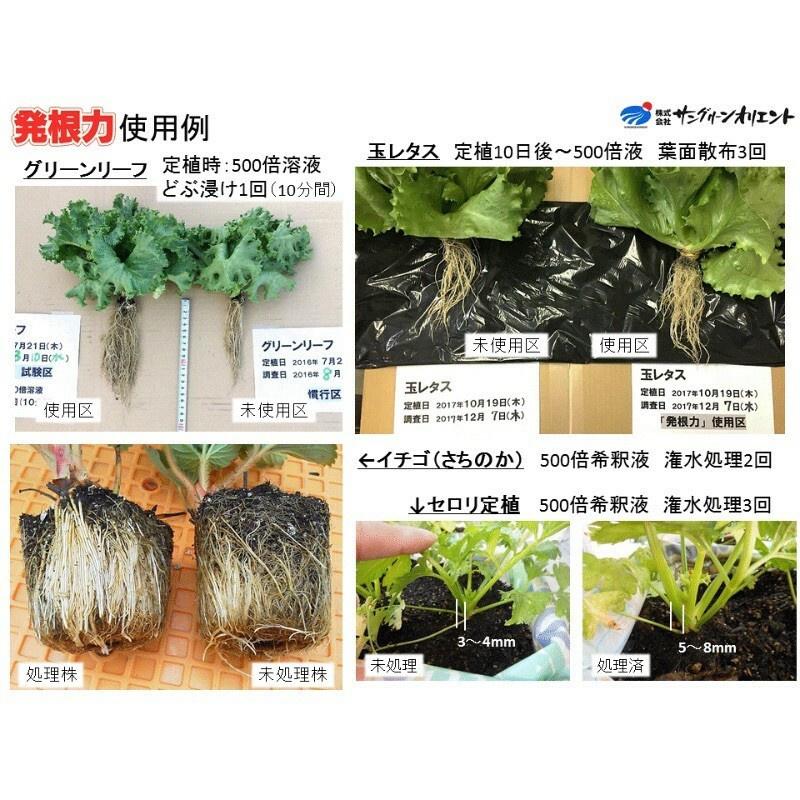 日本開根聖品 【發根力】 促進開根、防止根系老化 、土壤活化、促進肥料吸收（代購）【Hao Plants 🌱現貨速發】-細節圖6