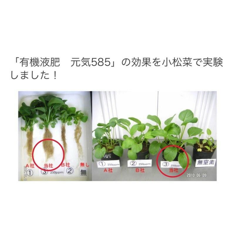 日本 元氣585 速效液態肥料 強化根系 觀葉植物、鹿角蕨適用 100ml（代購）【Hao Plants 🌱現貨速發】-細節圖3