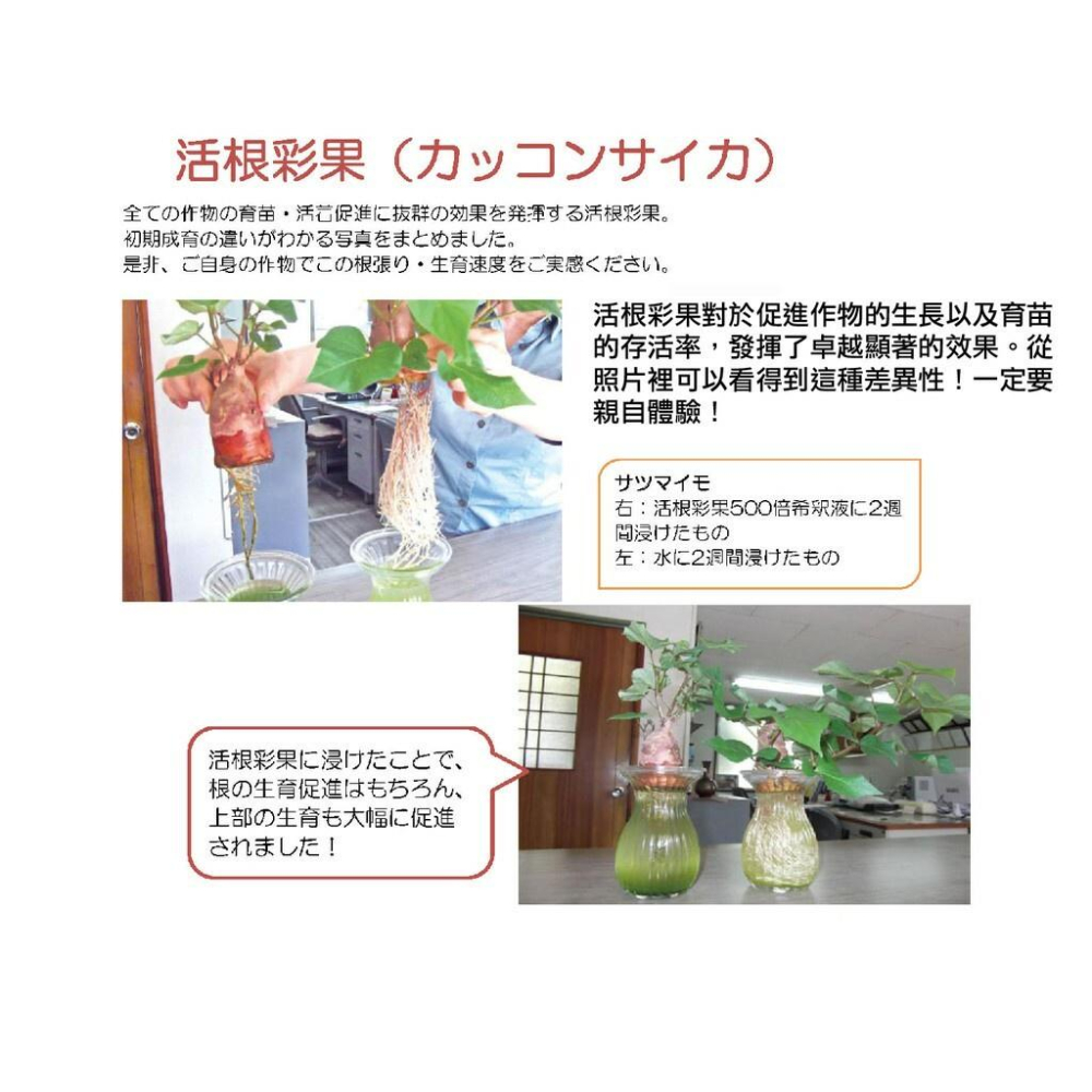 日本製造 次世代型 活根彩果 跨時代的發根活性酵素 葉噴效果好（代購）【 Hao Plants 🌱現貨速發 】-細節圖5