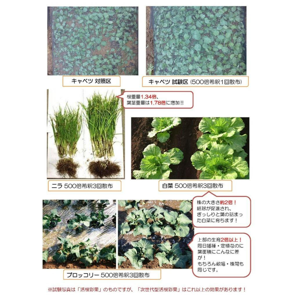 日本製造 次世代型 活根彩果 跨時代的發根活性酵素 葉噴效果好（代購）【 Hao Plants 🌱現貨速發 】-細節圖6