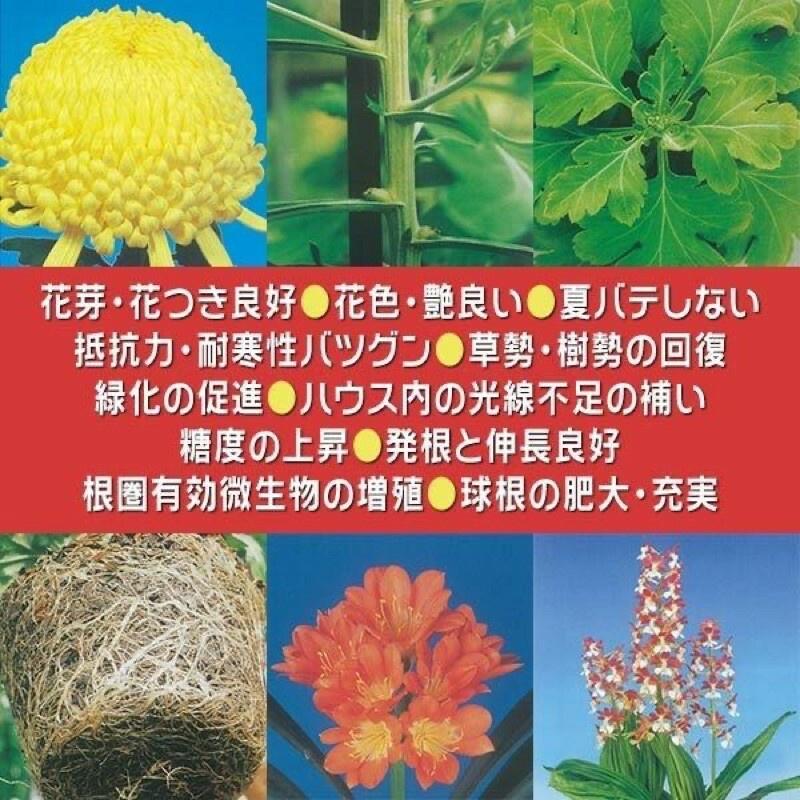 日本GK365 超夯神級營養液 觀葉植物/鹿角蕨/塊根適用（代購）【 Hao Plants 🌱現貨速發 】-細節圖3