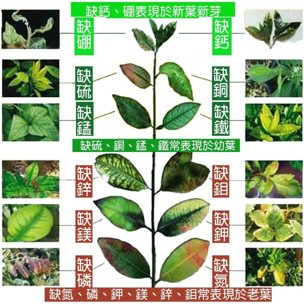 日本製造 「鈣」素葉噴劑  螯合鈣迅速吸收（代購）【 Hao Plants 🌱現貨速發 】-細節圖6