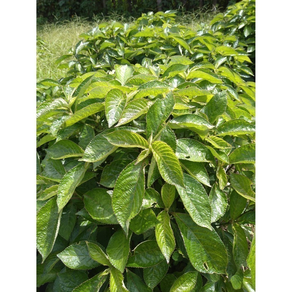 【柚樂木】 黑面將軍粉 100g 黑面將軍 脆葉馬蘭粉 化石草粉 半枝花粉 玻璃草粉 破石草粉 憂遁草粉-細節圖2