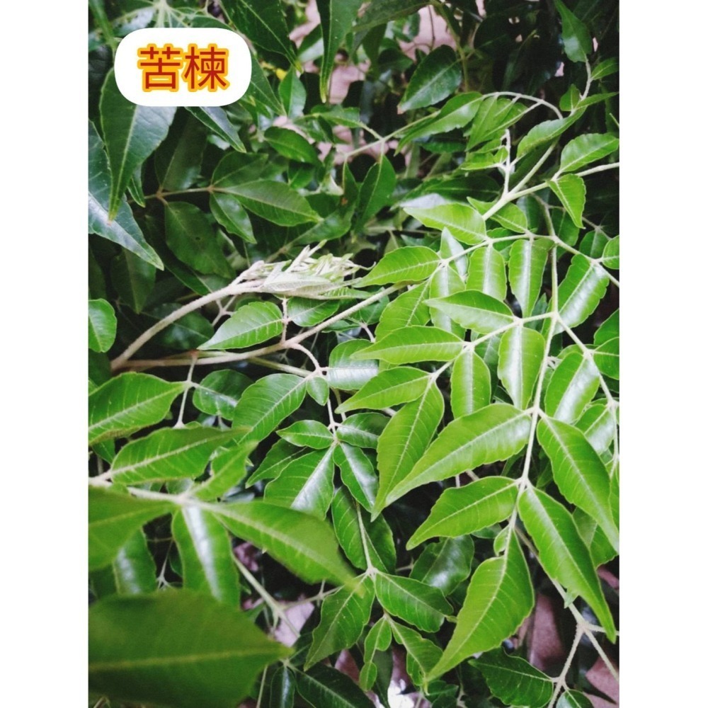 【柚樂木】苦楝 苦楝葉粉100g {新鮮製作}苦楝粉 無農藥 100%純天然 無添加 農用  植物粉 手工皂粉 除蟲粉-細節圖2