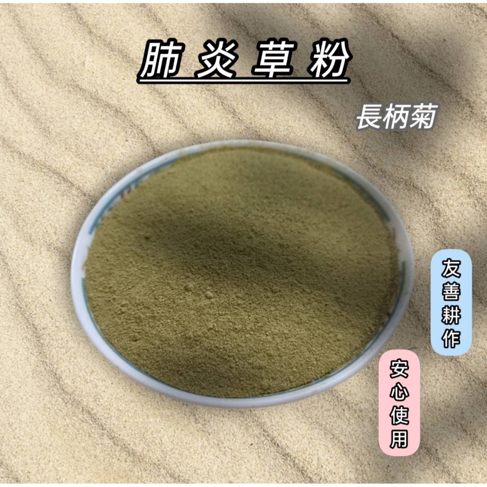 【柚樂木】 肺炎草粉 肺炎草 100顆 50g 無噴藥 長柄菊 長梗菊 羽芒菊 肺言草 綠拿鐵 泡茶飲-細節圖2