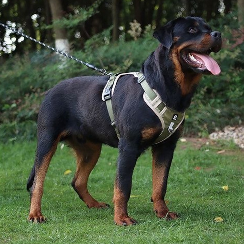 【舒適狗背心牽繩】可調節式 反光條 夜晚遛狗更安心 透氣舒適 鎖扣加厚 D環加粗 散步必備 牛津布 犬-細節圖8