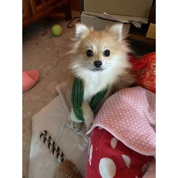 寵物冬季圍巾 可愛～-細節圖2