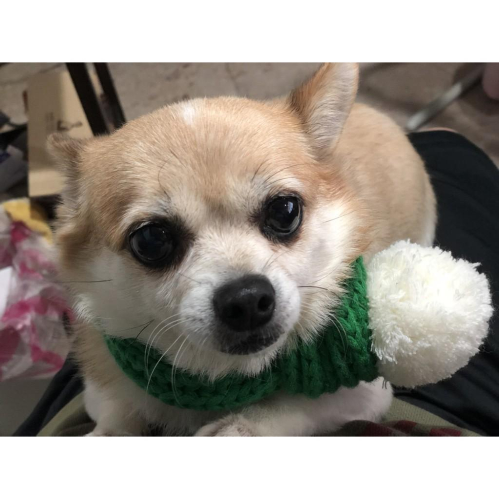 寵物冬季圍巾 可愛～-細節圖6