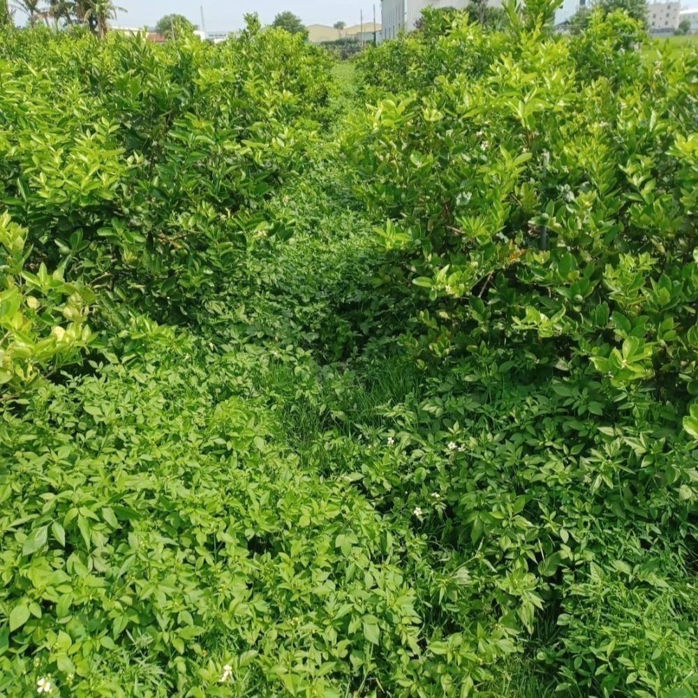 ❤️#無籽檸檬#萊姆🍋 美美小舖 ／皮薄 ／安全無毒 ／（1斤$78元,次級$65）,當天出貨 新鮮多汁 現採😉-細節圖3