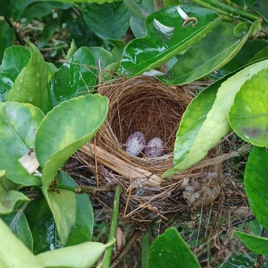 ❤️#無籽檸檬#萊姆🍋 美美小舖 ／皮薄 ／安全無毒 ／（1斤$78元,次級$65）,當天出貨 新鮮多汁 現採😉-細節圖4