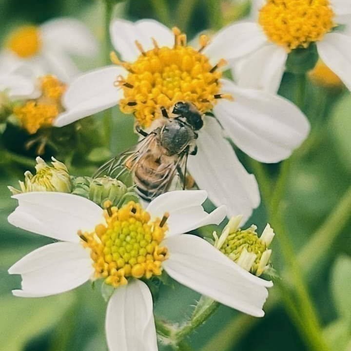 ❤️#無籽檸檬#萊姆🍋 美美小舖 ／皮薄 ／安全無毒 ／（1斤$78元,次級$65）,當天出貨 新鮮多汁 現採😉-細節圖5