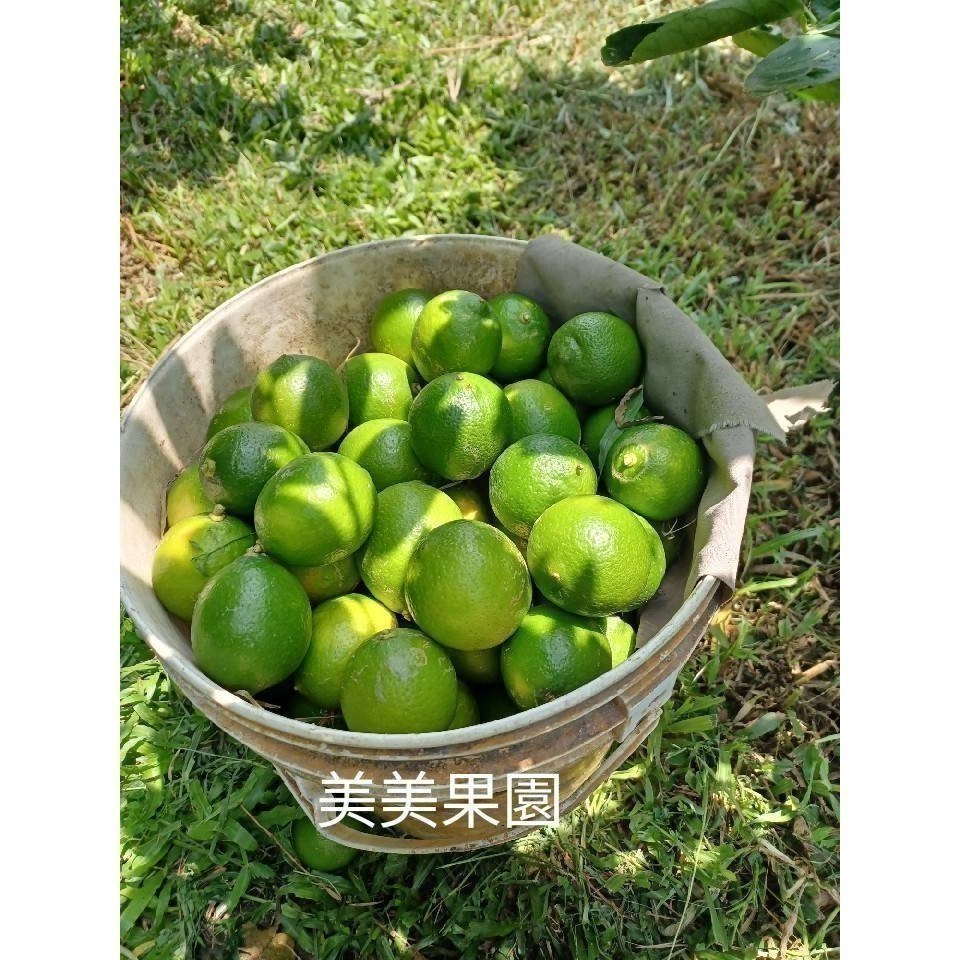 ❤️#無籽檸檬#萊姆🍋 美美小舖 ／皮薄 ／安全無毒 ／（1斤$78元,次級$65）,當天出貨 新鮮多汁 現採😉-規格圖5