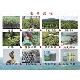 香芭樂心葉茶 茶葉包裝 特價每盒620元 一次最多購買6盒-細節圖3
