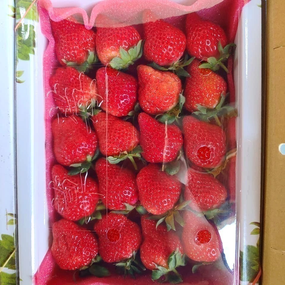 草莓季開跑🍓大湖草莓 美姬草莓 2.5斤 草莓 馬拉邦草莓 高山草莓 年節禮盒 小農自產自銷 田園日記-細節圖3