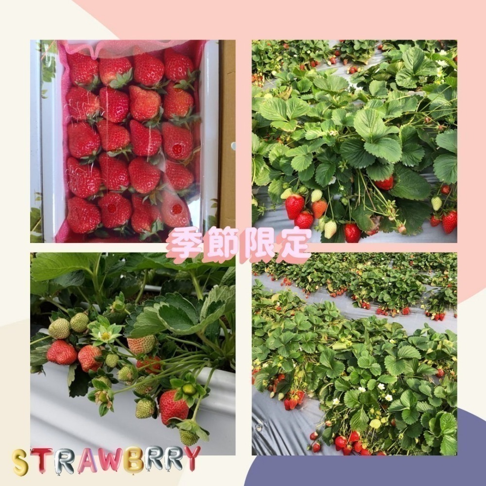 草莓季開跑🍓大湖草莓 美姬草莓 2.5斤 草莓 馬拉邦草莓 高山草莓 年節禮盒 小農自產自銷 田園日記-細節圖8