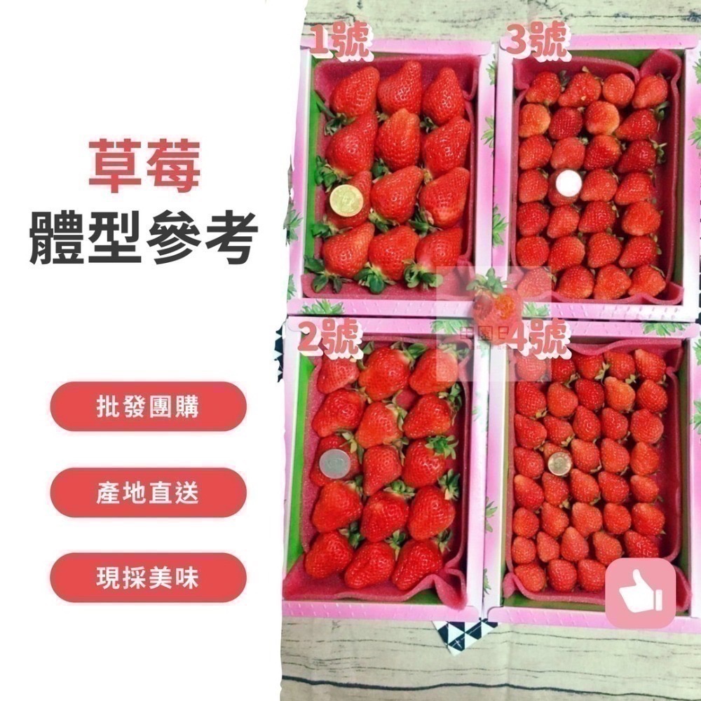 🍓小農自產自銷 產地直出🍓大湖草莓 美姬草莓 2.5斤 草莓 馬拉邦草莓 高山草莓 年節禮盒 小農自產自銷 田園日記-細節圖8