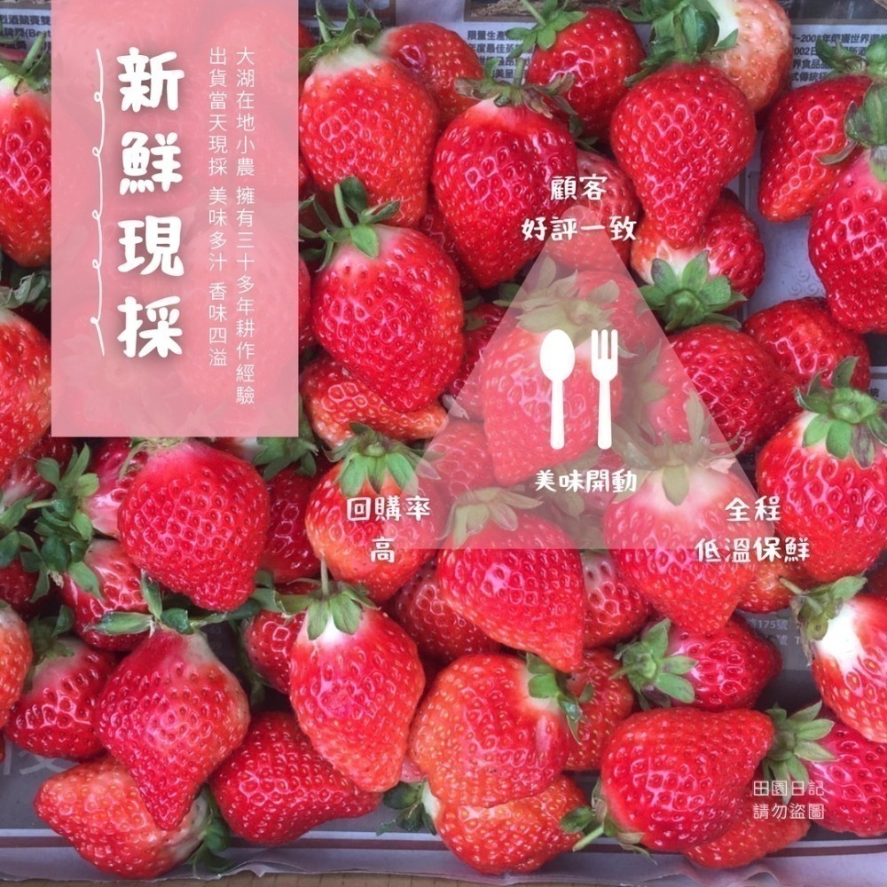 🍓草莓季開始🍓大湖草莓 美姬草莓 1斤 草莓 禮盒 送禮 年節送禮 情人節禮物 小農自產自銷 田園日記-細節圖3