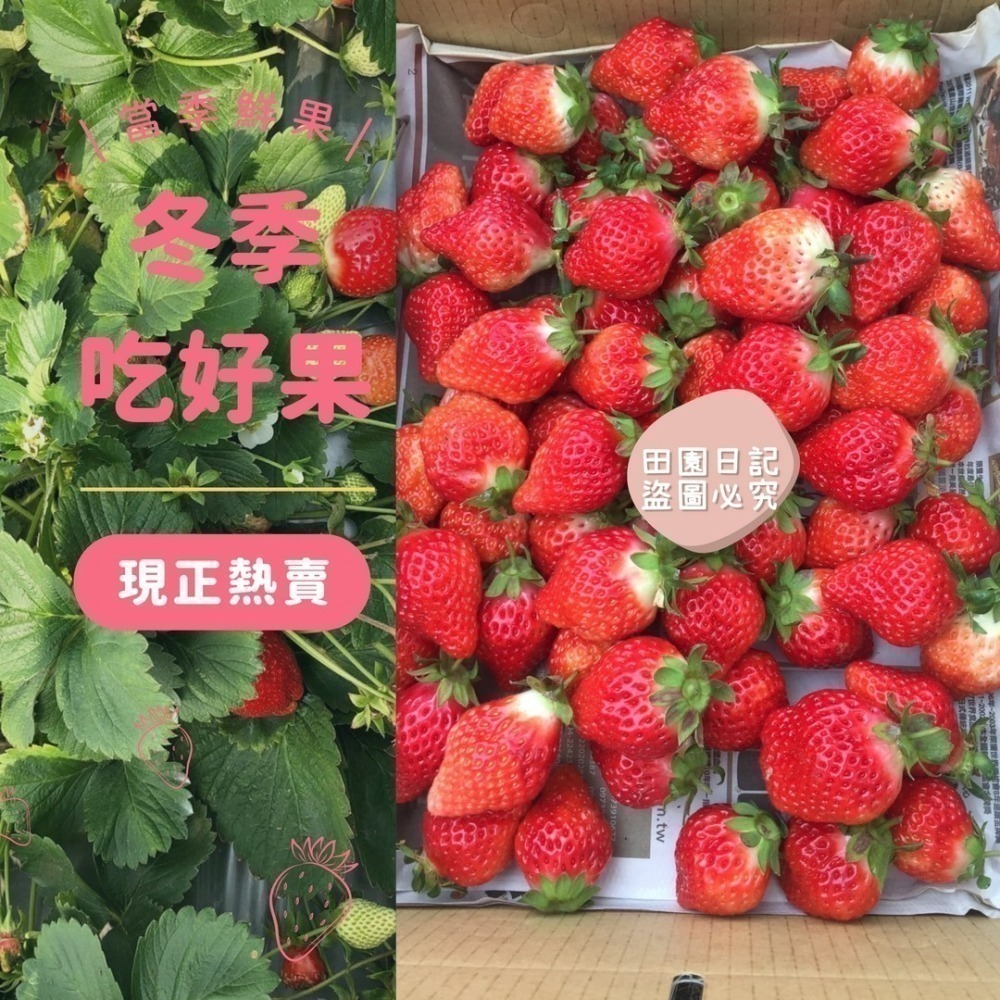 🍓草莓季開始🍓大湖草莓 美姬草莓 1斤 草莓 禮盒 送禮 年節送禮 情人節禮物 小農自產自銷 田園日記-細節圖4