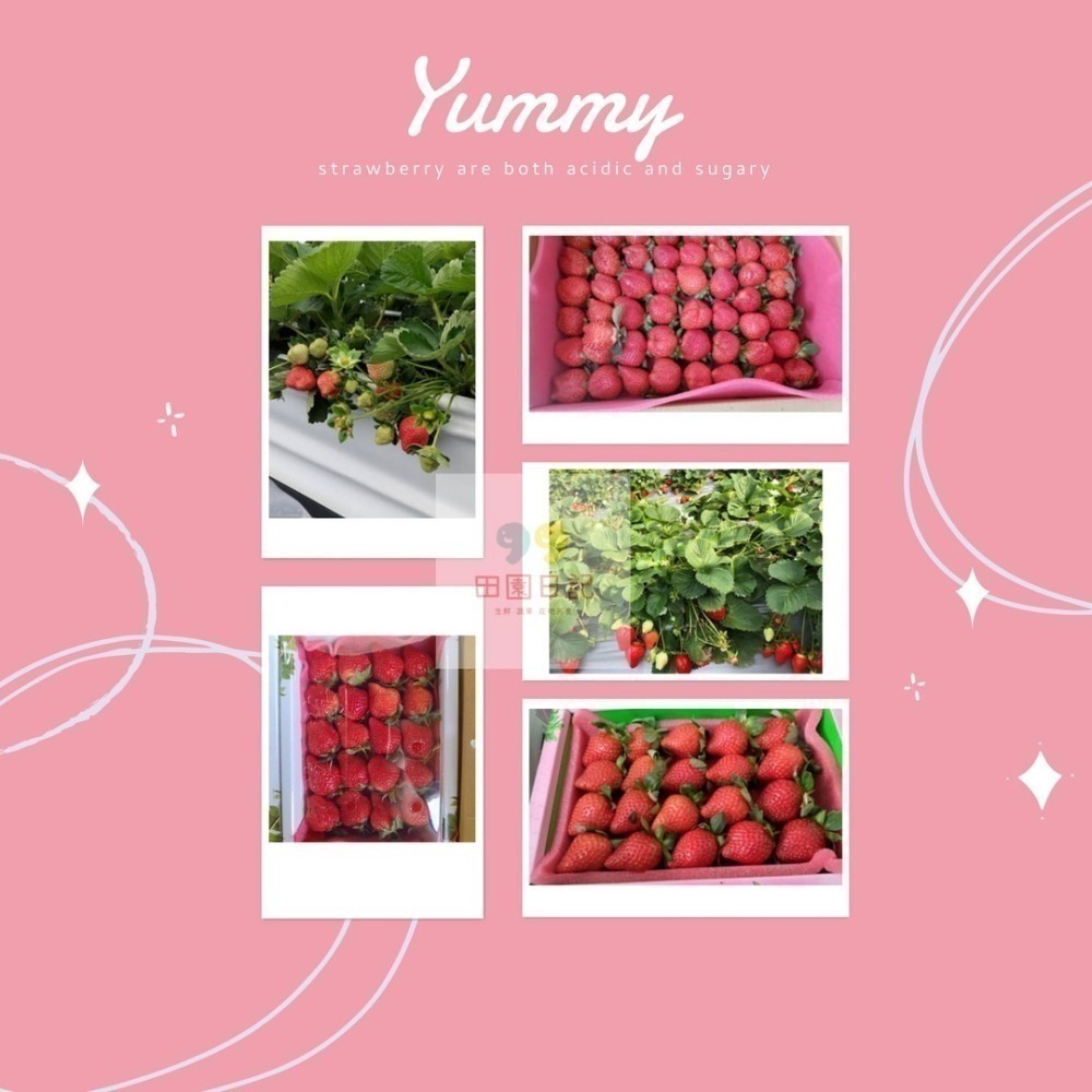 🍓草莓季開始🍓大湖草莓 美姬草莓 1斤 草莓 禮盒 送禮 年節送禮 情人節禮物 小農自產自銷 田園日記-細節圖6