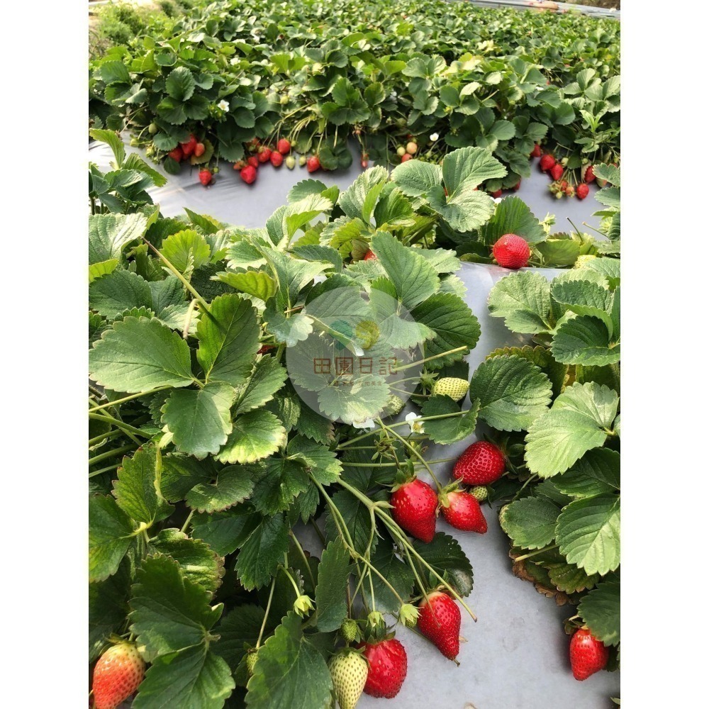 🍓草莓季開始🍓大湖草莓 美姬草莓 1斤 草莓 禮盒 送禮 年節送禮 情人節禮物 小農自產自銷 田園日記-細節圖8