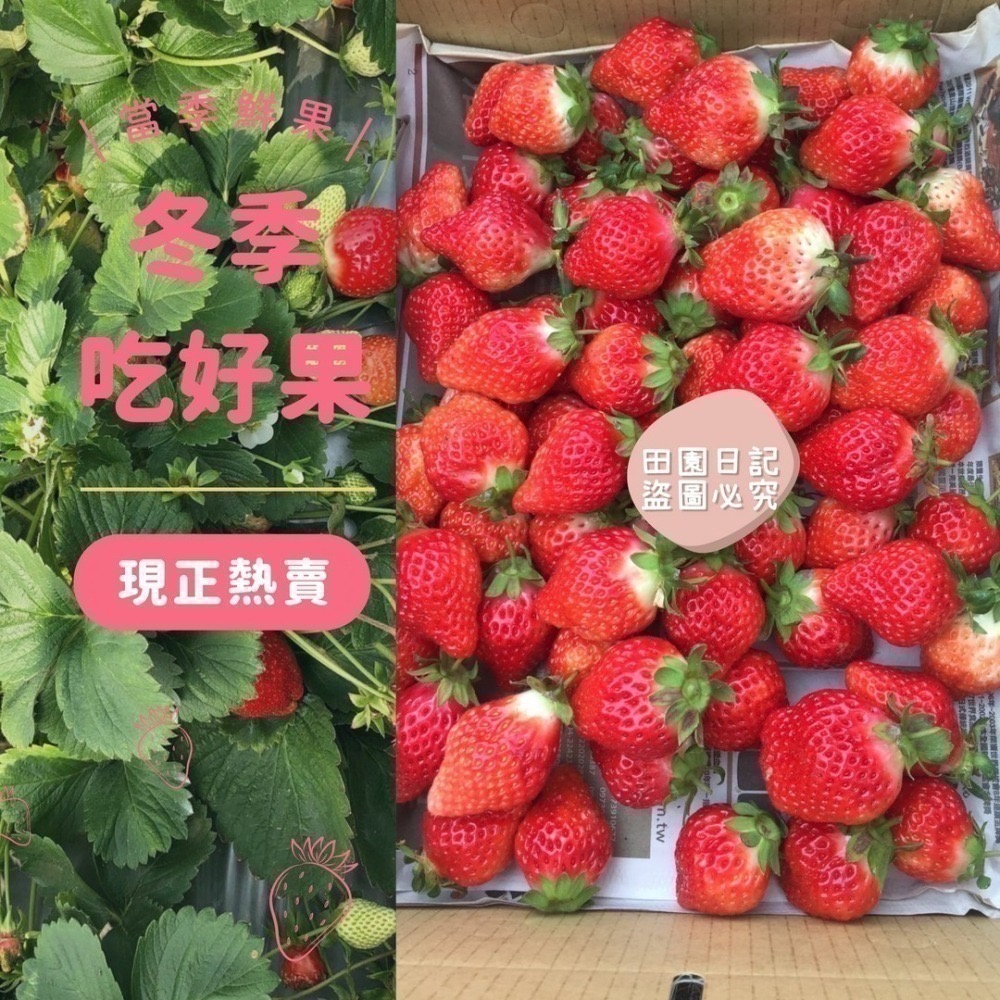 🍓草莓季開始🍓大湖草莓 美姬草莓 2.5斤 草莓 禮盒 送禮 年節送禮 情人節禮物 小農自產自銷 田園日記-細節圖4