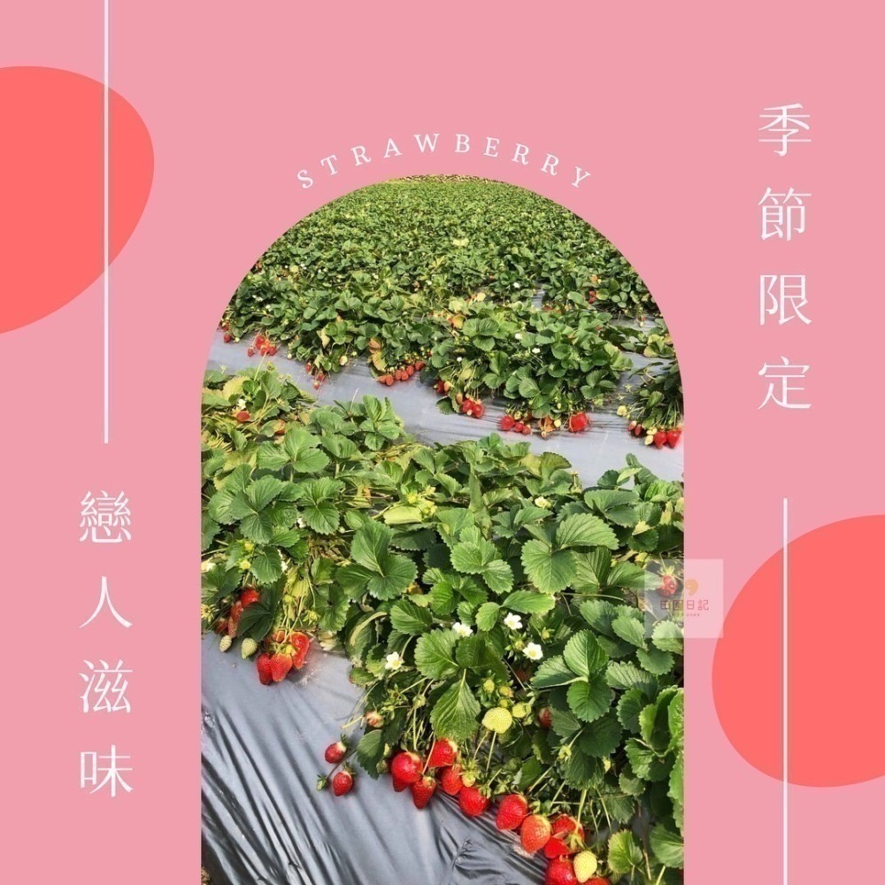 🍓草莓季開始🍓大湖草莓 美姬草莓 2.5斤 草莓 禮盒 送禮 年節送禮 情人節禮物 小農自產自銷 田園日記-細節圖5