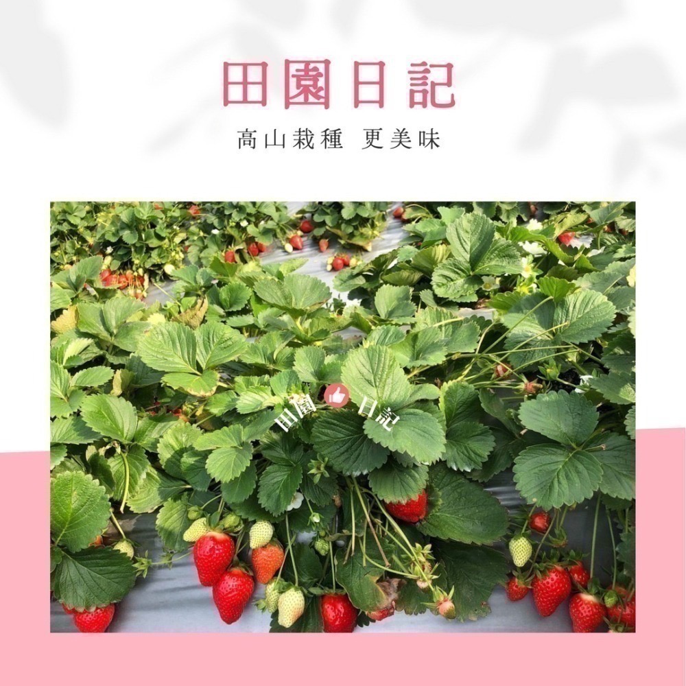 🍓產地直出🍓大湖草莓 美姬草莓 2.5斤 草莓 禮盒 送禮 年節送禮 情人節禮物 小農自產自銷 田園日記-細節圖9