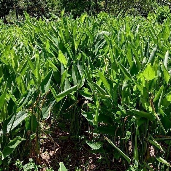 [現挖] 葛鬱金 粉薯 嘉義自種 數量有限~-細節圖3