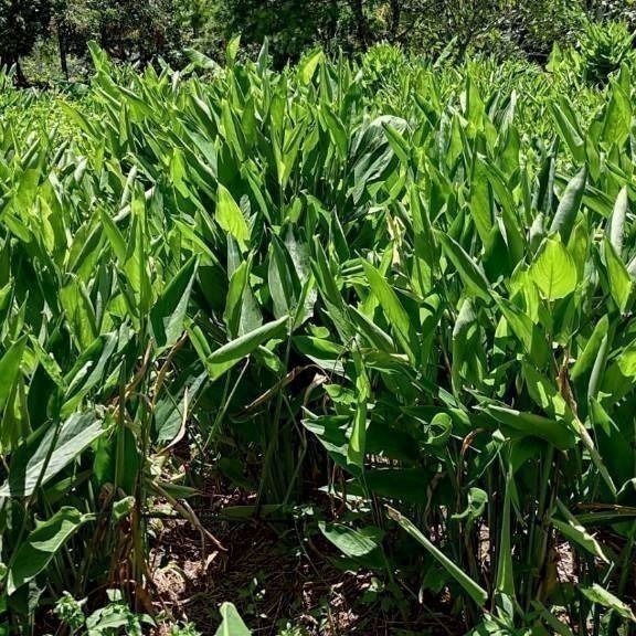 [現挖] 葛鬱金 粉薯 嘉義自種 數量有限~-細節圖3