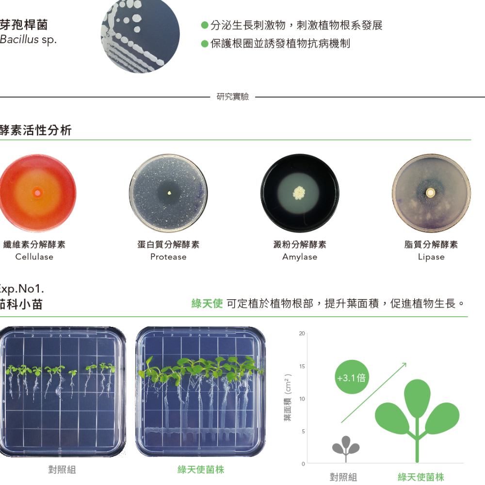 [Bingo賓購] 博堯生技-綠天使-液態有機質肥料1L-國產微生物肥料品牌推薦-有機質肥料-細節圖4