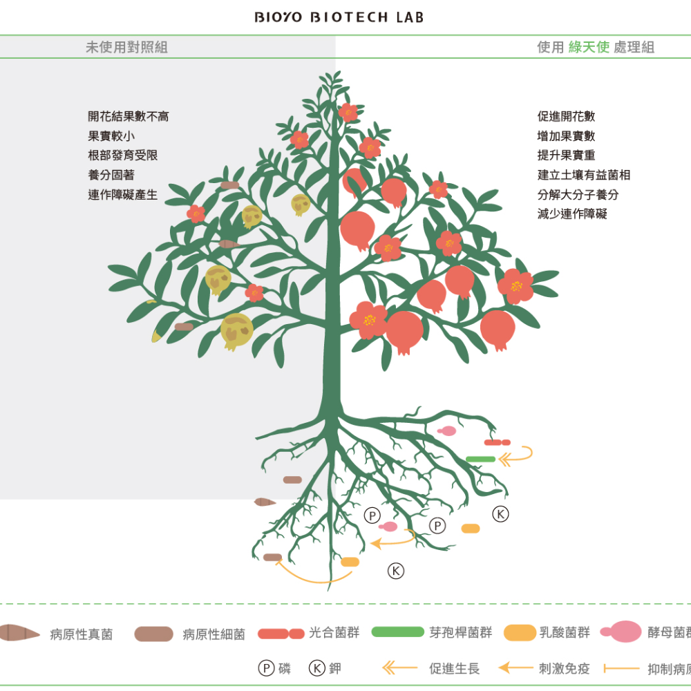 [Bingo賓購] 博堯生技-綠天使-液態有機質肥料1L-國產微生物肥料品牌推薦-有機質肥料-細節圖8